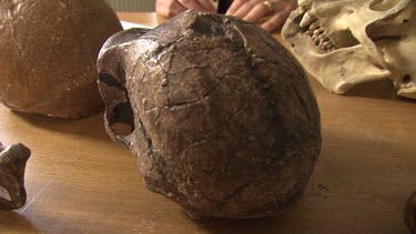 Pre-human skull on a desk