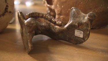 Pre-human jawbone on a desk
