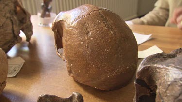 Pre-human skull on a desk