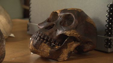 Pre-human skull on a desk