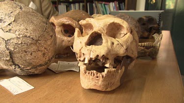 Pre-human skulls on a desk