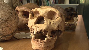 Pre-human skulls on a desk