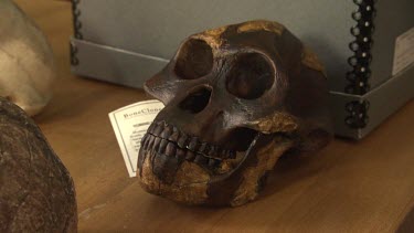 Pre-human skull on display