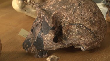 Pre-human skull on display