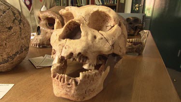 Pre-human skull on display