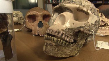 Pre-human skulls on display