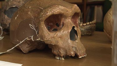 Pre-human skull on display