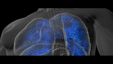 Animation showing the human respiratory system