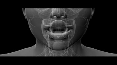 Animation showing the human esophagus and digestive system