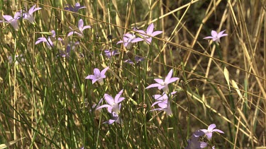 Purple wildflowers in the Australian Alps