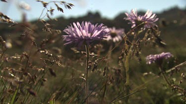 Close up of purple wildflowers in the Australian Alps