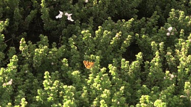 Orange butterflies over lush vegetation in the Australian Alps
