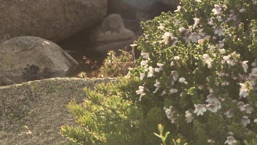 Close up of a bush with white flowers in the Australian Alps