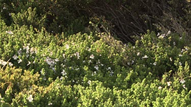 Close up of a bush with white flowers in the Australian Alps