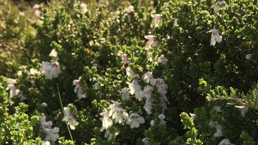 Close up of a bush with white flowers in the Australian Alps