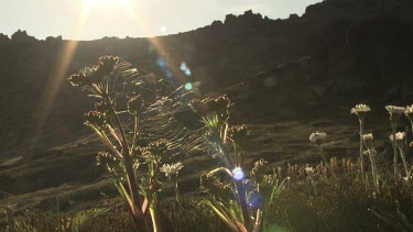 Close up of a sunlit spiderweb between two plants