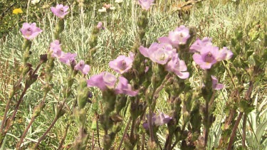 Purple wildflowers blowing in the Australian Alps