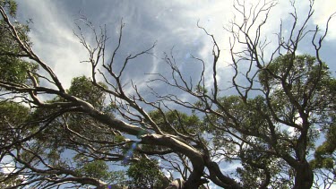Branches of a tall tree