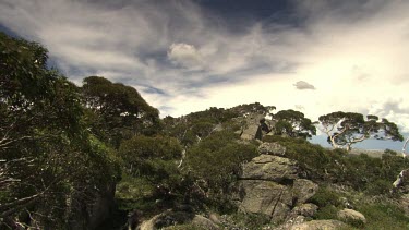 Lush forest in the Australian Alps