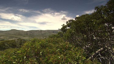 Lush forest in the Australian Alps