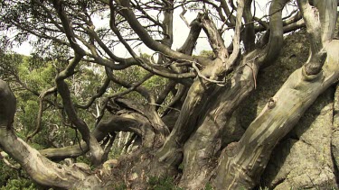 Trees with bleached white branches in a lush forest