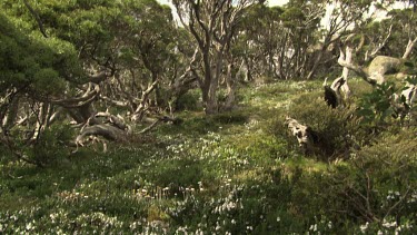 Trees with bleached white branches in a lush forest