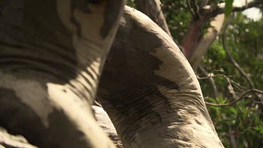 Close up of thick branches with patches of peeled bark