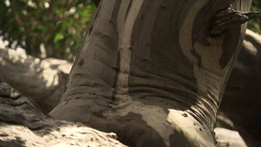 Close up of thick branches with patches of peeled bark