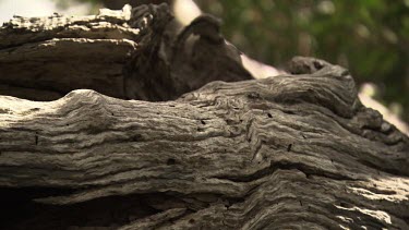 Close up of thick branches with patches of peeled bark