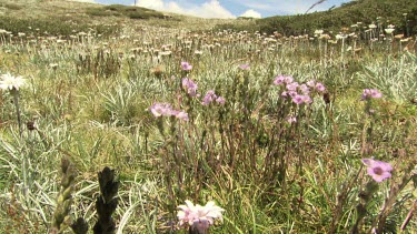 Field of white and purple wildflowers in the Australian Alps