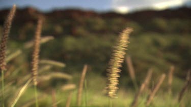 Close up of blowing tall grass