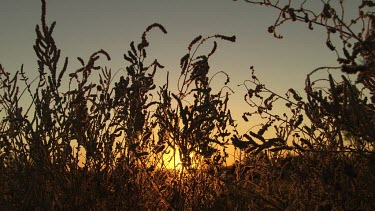Orange sunset behind silhouetted tall grass