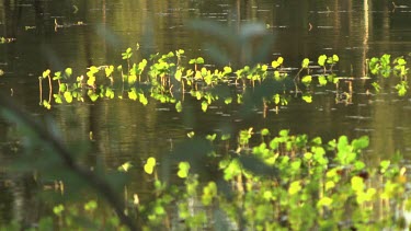 Bright green water plants on a tranquil pond