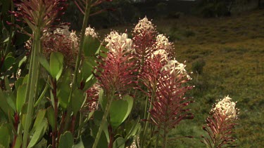 Close up of pink, spiky wildflowers