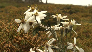 Close up of white wildflowers in a field