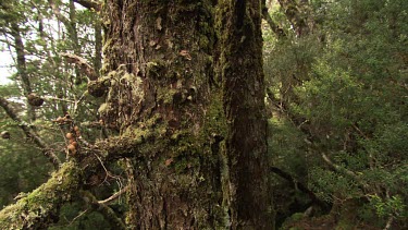 Fungi and moss on a gnarled tree branch