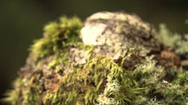 Close up of orange fungi and moss on a branch