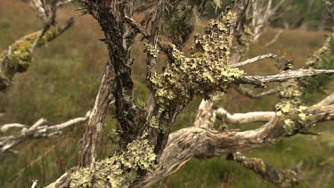 Close up of a knotted tree branch