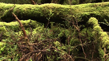 Thick moss on a fallen tree in a forest