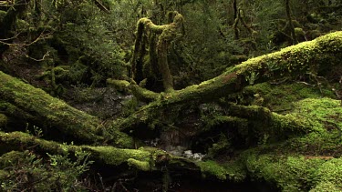 Thick moss on a fallen tree in a forest