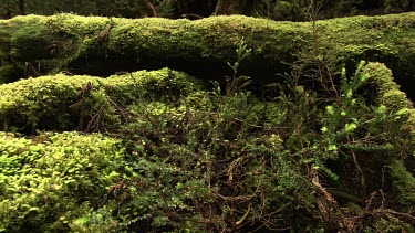 Thick moss on a fallen tree in a forest