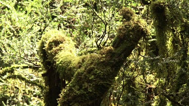 Thick moss on a fallen tree in a forest