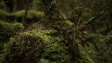 Thick moss on a fallen tree in a forest