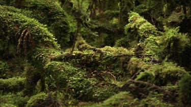 Thick moss on a fallen tree in a forest