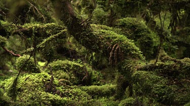 Thick moss on a fallen tree in a forest