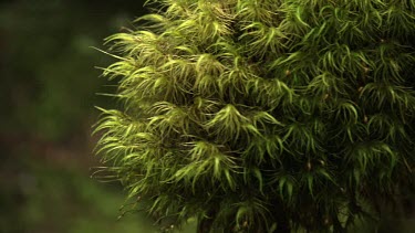 Close up of thick moss on a tree branch