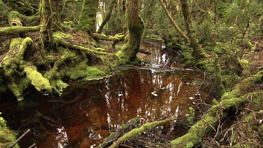 Muddy creek in a lush forest