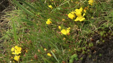 Blossoming yellow and pink wildflowers