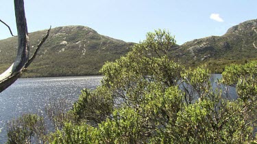 Trees at the edge of a lake