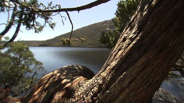 Trees at the edge of a lake